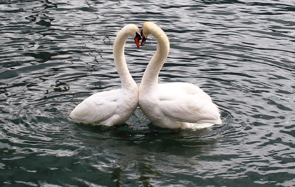 Photograph showing a pair of swans with their necks in heart shape