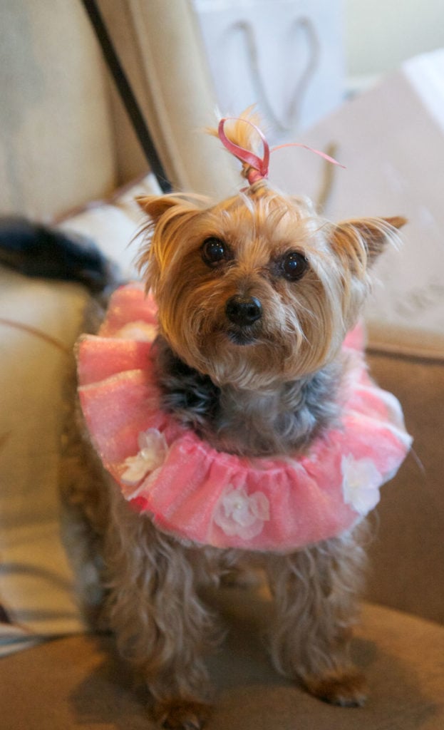 Yorkshire terrier dressed for the wedding